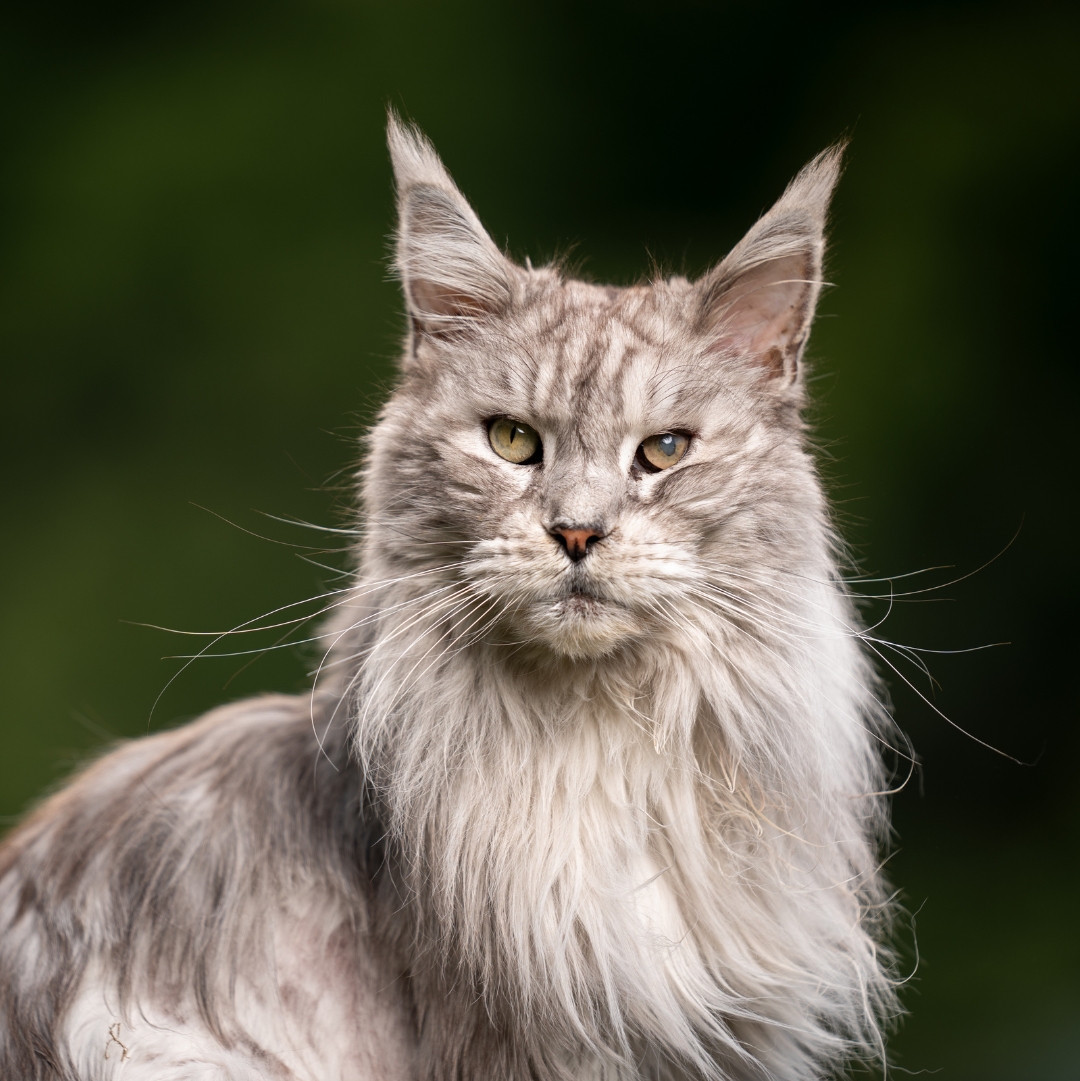 A long-haired gray cat sitting gracefully