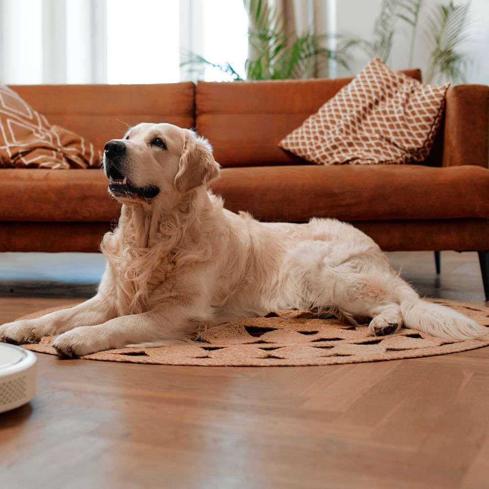 A dog is lying on a rug